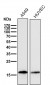 Anti-Cofilin Rabbit Monoclonal Antibody
